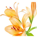 Lilies isolated over white background