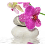 Ein Zweig Orchidee