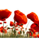 Field of beautiful red poppies isolated on white