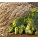 hops with barley