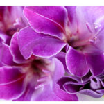 Beautiful gladiolus flower close up