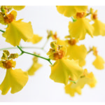 Gelbe Orchideenblueten, Oncidium