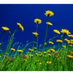 Blumen, gelbe, in Wiese, blauer Himmel