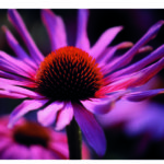 Echinacea-Bluete, nah