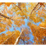 Top of the birches, sun weather and blue sky