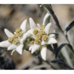 Edelweiss Leontopodium Vars Hautes Alpes France