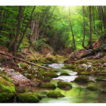 River deep in mountain forest. Nature composition.